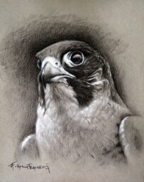 Falco peregrinus ♂ 